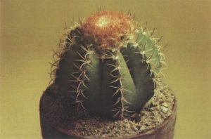 cactus-plants-1