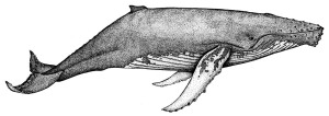 humpback (1)
